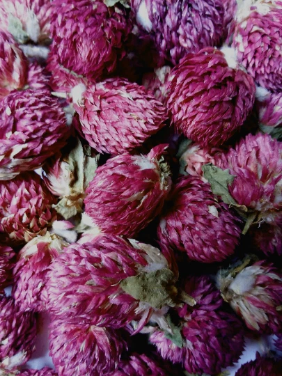 Globo de Amaranto Flores - Gomphrena globosa Orgánico Secado Boticario Artesanía Wicca