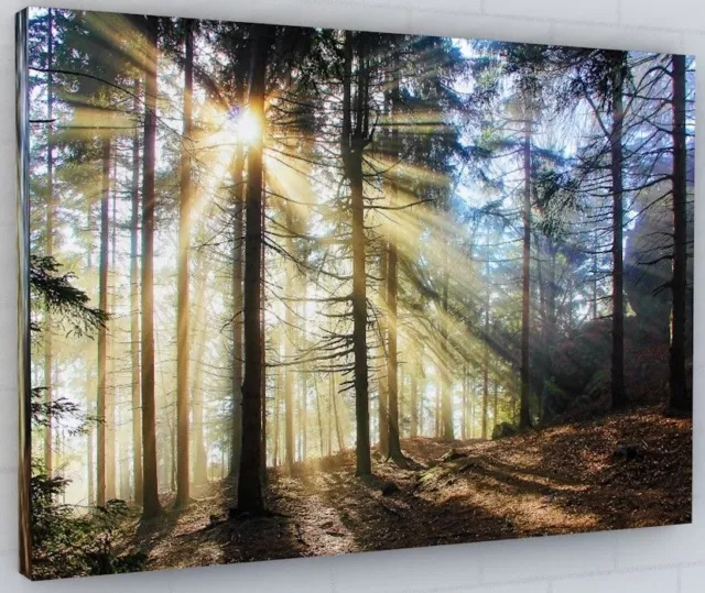 Woodland / Forest / Trees Canvas Picture Print Wall Art Chunky Frame Large