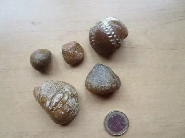 5 versteinerte Seeigel aus orange, rotem Stein, Flintstein. Dänemark