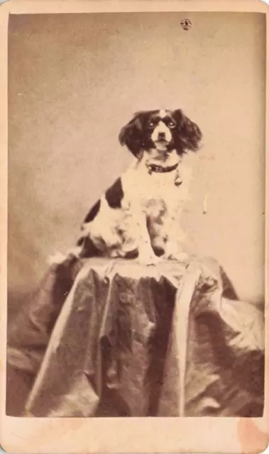 c1870s cdv DOG Studio PORTRAIT ~ CAVALIER KING CHARLES SPANIEL Carte-de-Visite