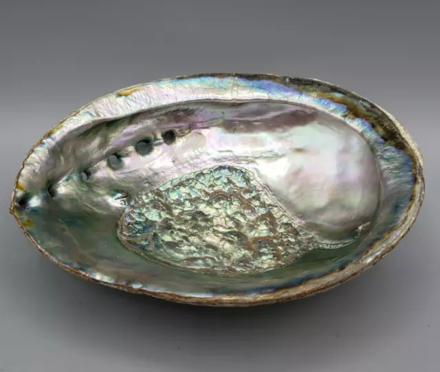 Large Real Red Abalone Shell Polished Interior 5.5 x 7.5" Seashell Ocean