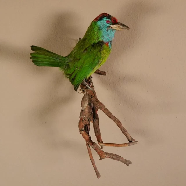 Blauwangen-Bartvogel Preparado Taxidermy Preparado para Animales Decoración
