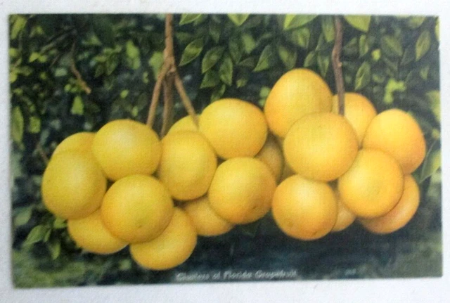 Vintage 1930s linen postcard of a Grapefruit Clusters of Florida