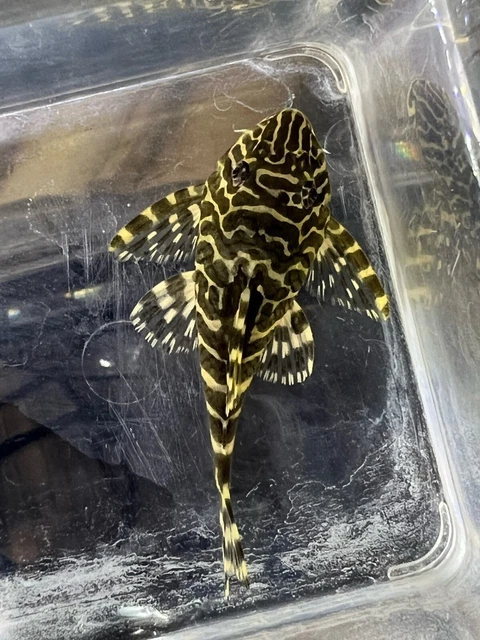 L134 Leopard Frog Plecos 3" | Gorgeous Pleco | Good Size and Color |