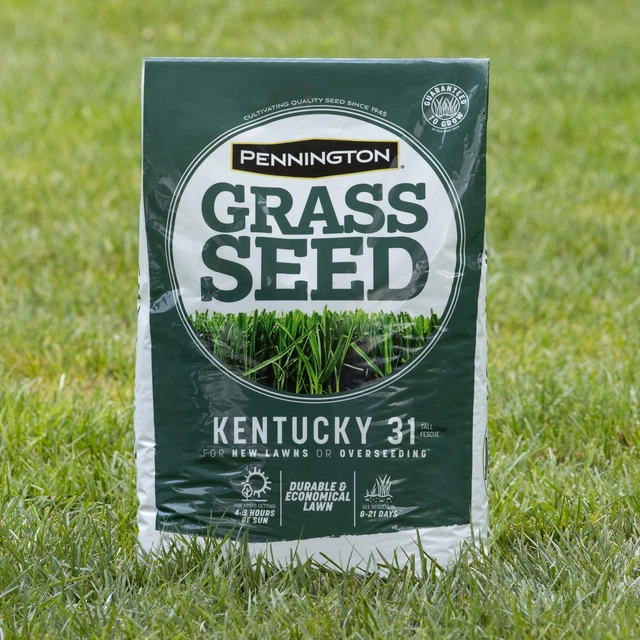 31 TALL FESCUE Grass Seed for Sun to Partial Shade 20 lb Covers 4,000
