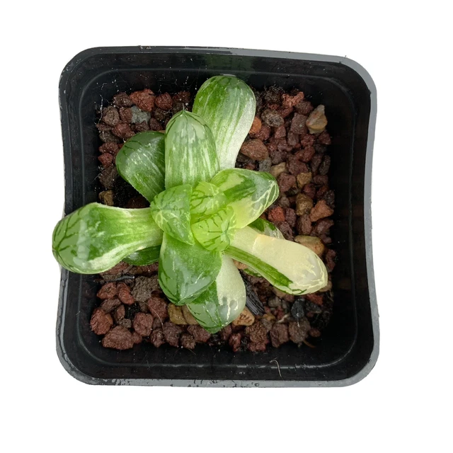 Haworthia cooperi truncata, Haworthia obtusa, piante di
