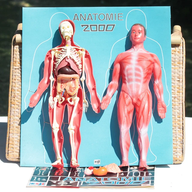 Ancien jeu de société, Jeu Vintage, Jeu éducatif, Anatomie