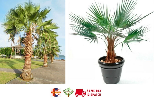 10 Mexican Fan Palm Tree Seeds - Washingtonia Robusta - Cold Hardy Tropical