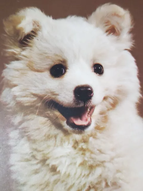 Samoyed Puppy Vintage Book Plate Print Fluffy White Smiling Dog Adorable