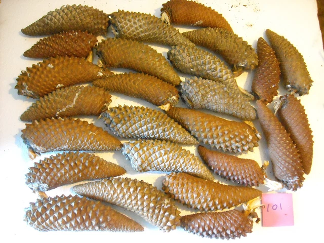 25 conos de pino de perno de cono de perno más aprox 5 a 6" de largo en su mayoría dorados