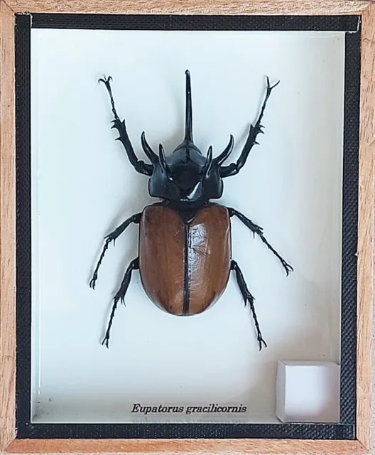 Real 5 Horned Rhino Hercules Beetle Eupatorus gracilicornis Insect In Wooden Box
