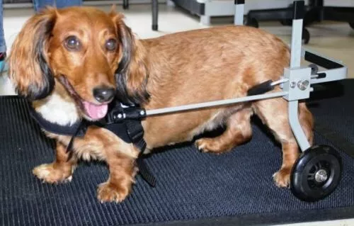 Dog Wheelchair, size 2 extra small dog approx. 9-18 lbs, New, ready to ship
