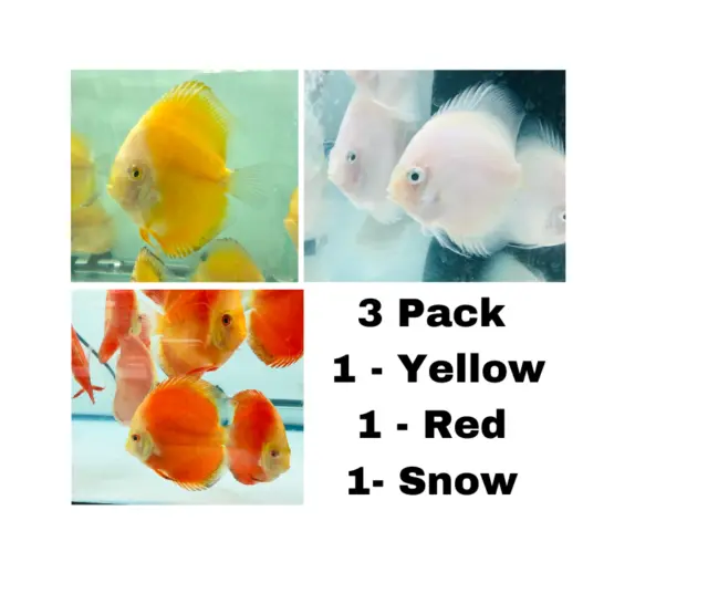 Discus Fish Live 3 Pack Golden Yellow Red Melon Snow White Tropical Freshwater