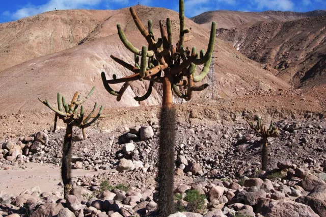 10 EULYCHNIA ritteri CACTUS seeds semillas korn no stapelia huernia conophytum