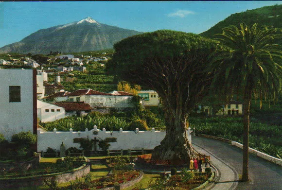 Postal Icod De Los Vinos Tenerife Islas Canarias Postcard Postkarte      Cc02053