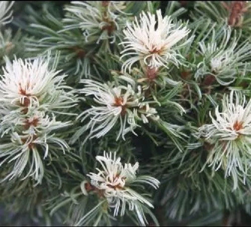 PINUS PARVIFLORA tanima-no-yuki Japanwhite pine 25-30cm