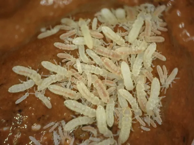 Live Temperate Springtails (Collembola) Mature Clay Cultures