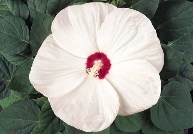Hibiscus Hardy Certified Organic 10 Fastest Germinating Seeds