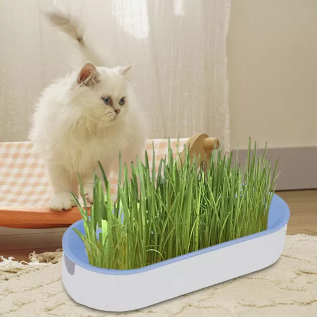 Organic Cat Oat Grass Growing Kit Sweet Greens Growing Kit Seeds Soil Container 2