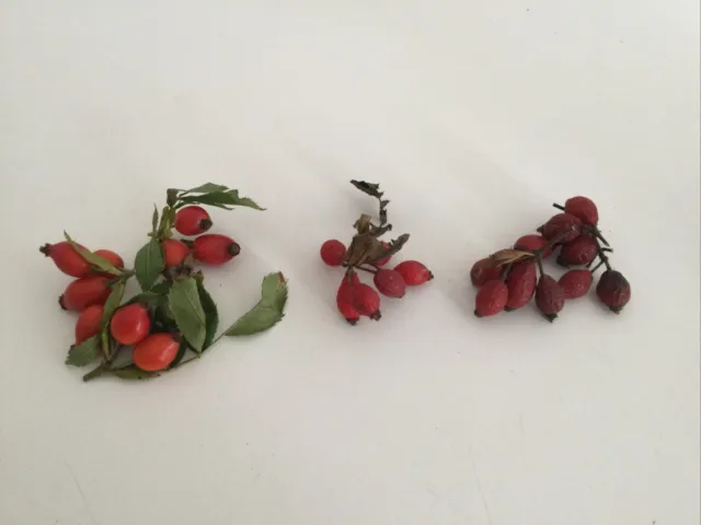Red Pink White Rosehip Flower Seeds X3 Grow Your Own Wild Roses -  London Seller