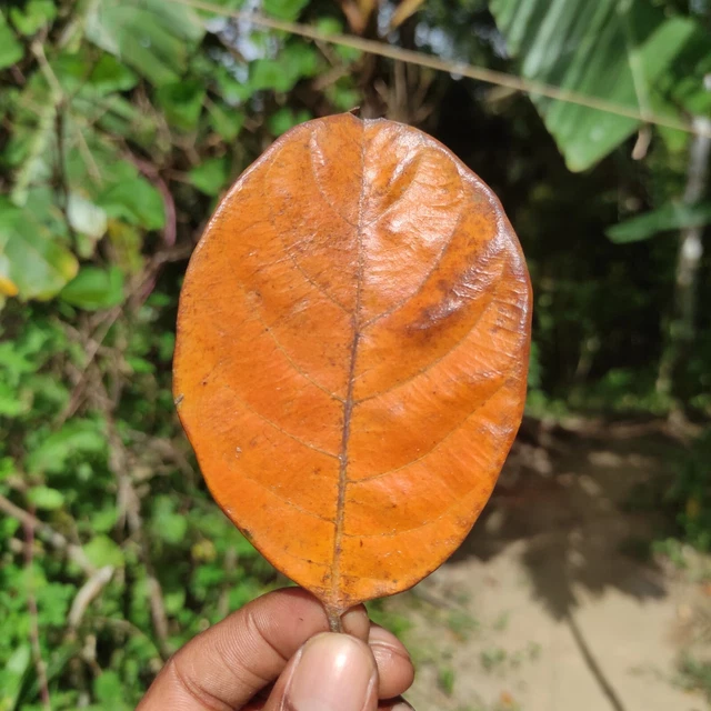 Ceylon Natural Dried Jack Fruit Leaves Organic Bio Shrimp Aquarium 50 Leaves
