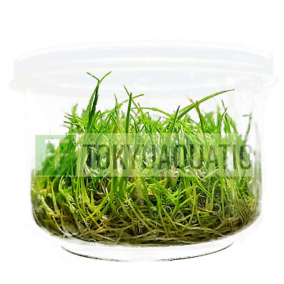 Dwarf Hairgrass Eleocharis Parvula TIssue Culture Freshwater Live Aquarium Plant