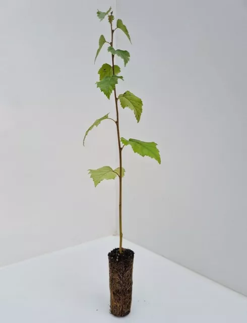 1 x Silver Birch Trees 30-50cm - Betula Pendula - Cell Grown - not bare root