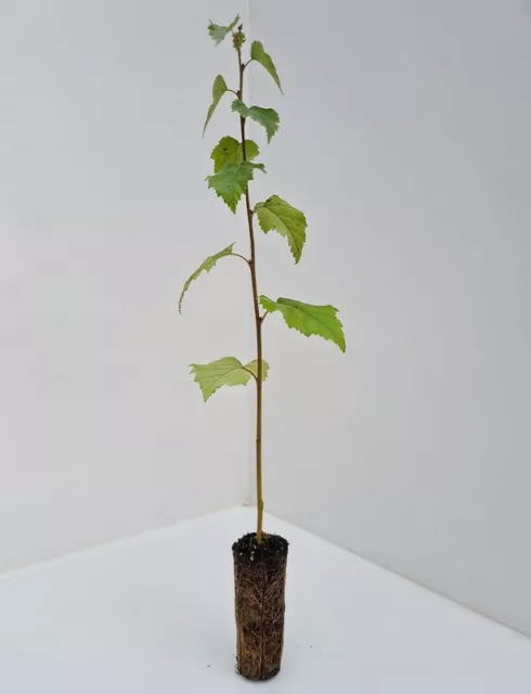 3 x Silver Birch Trees 30-50cm - Betula Pendula - Cell Grown - not bare root
