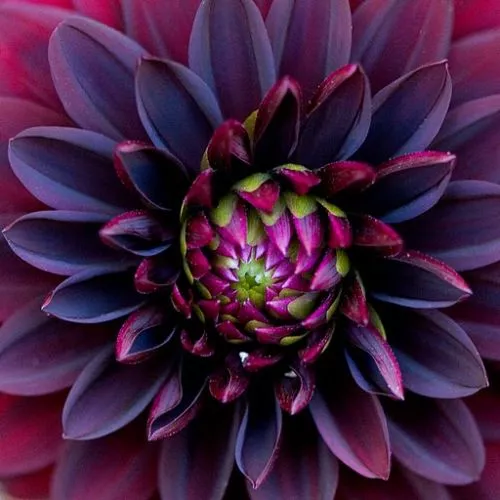 Nouveau ! Noir Dahlia Semences Florales