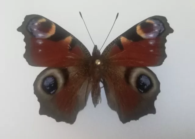 Aglais io - (Inachis io) - Le Paon-du-jour -  ♀ ex ovo 1 - France  2023  A1