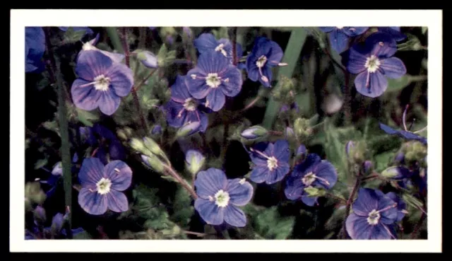 Grandee Britain's Wild Flowers 1986 - Germander Speedwell V.chamaedrys No. 8