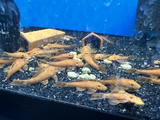 Female Super Red Pleco