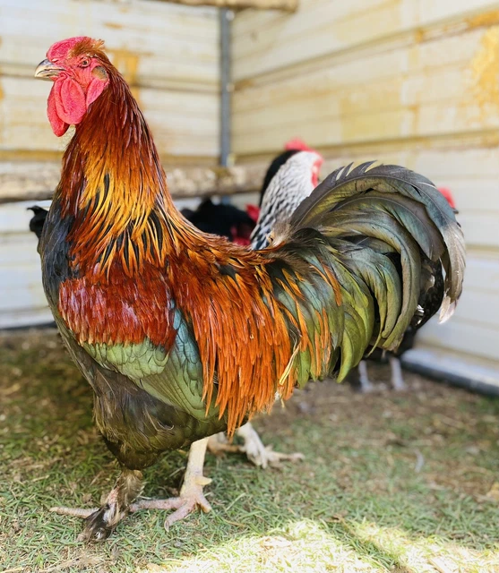 12 + French Black Copper Maran Hatching Eggs
