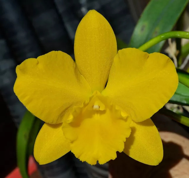 Orchid -Cattleya Pot. Free Spirit 'Laina' AM/AOC