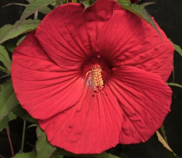 FIREBALL Hardy Hibiscus -- Plant in 4.5" pot