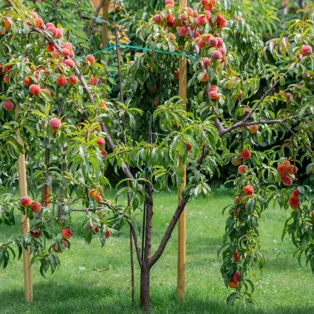 2 Elberta Peach Trees 2ft Tall Now Live Fruit Trees Ready To Plant Now