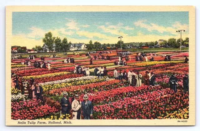Postcard Nelis Tulip Farm Holland Michigan MI