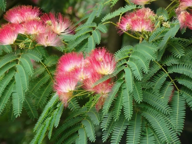 15 Mimosa / Persian Silk / powder puff tree / Albizia Julibrissin Flower Seeds