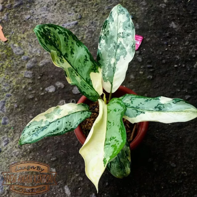 Aglaonema Comutatum Variegated Free Phytosanitary