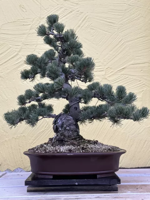 Joe Bonsai Jap.Mädchen Kiefer 38 Jahre Japan Schale ANTIK Pine Whith Pino Pinus