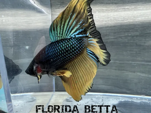 Live Betta Fish GREEN  MUSTARD GAS HALFMOON (HMPK MALE)-USA Seller B304