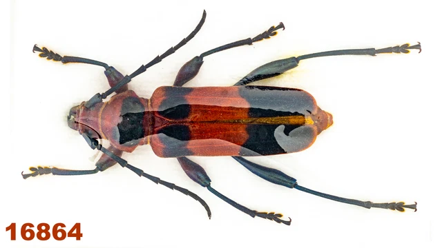 Cerambycidae: Erytroclea bimaculata  A1, 30 mm , 1 pc