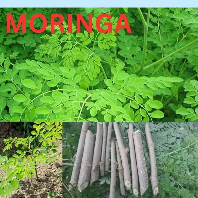 Fresh Moringa Cuttings Organic Oleifera Tree Of Life New Fast Grow Natural Plant