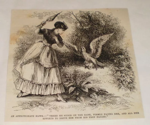 1870 magazine engraving ~ AN AFFECTIONATE HAWK