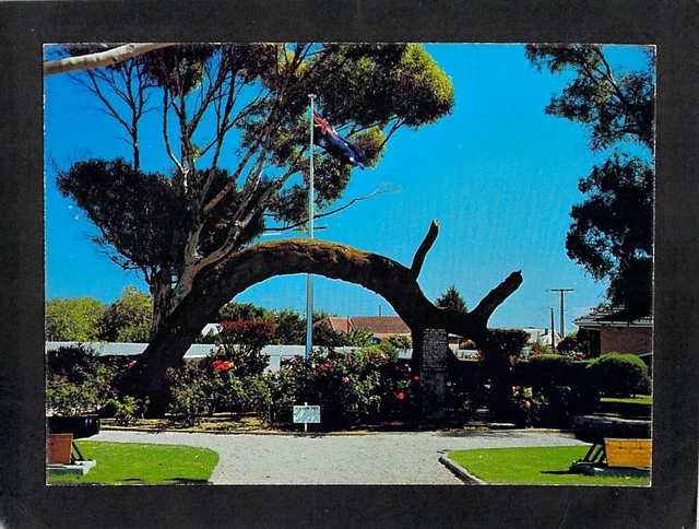 B1521 Australia SA Adelaide Glenelg Old Gum Tree postcard