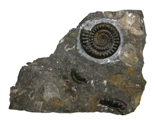 Lias  Vermiceras scylla  Ausgezeichneter Ammonit auf Matrix   Trossingen  W39-8 2