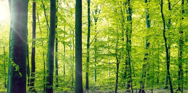 Magnettafel Pinnwand Bild XXL Panorama Natur Wald Bäume