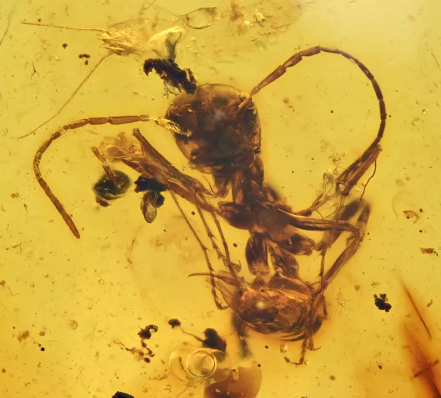 Extinct Large Ant with Stinger, Fossil inclusion in Burmese Amber