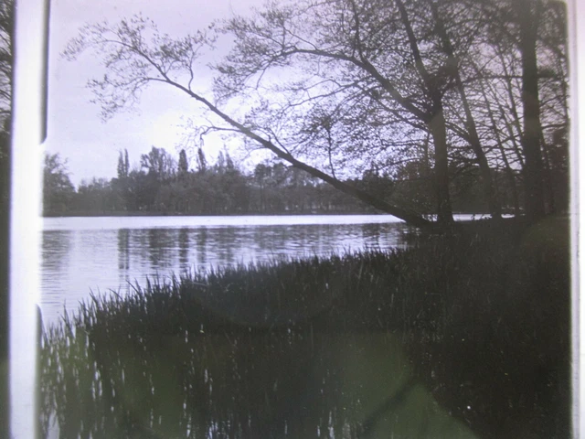 Photo Stereoscopic Plate Park of the Golden Head River Trees circa 1910 5