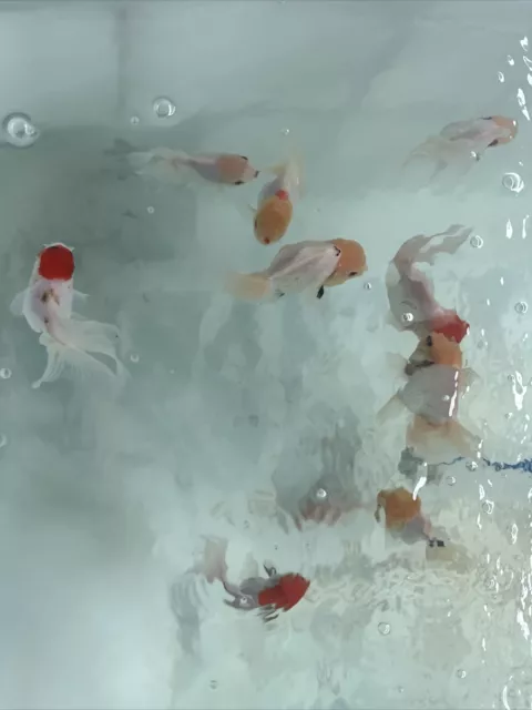 Live Thai White Oranda Goldfish Super High Quality